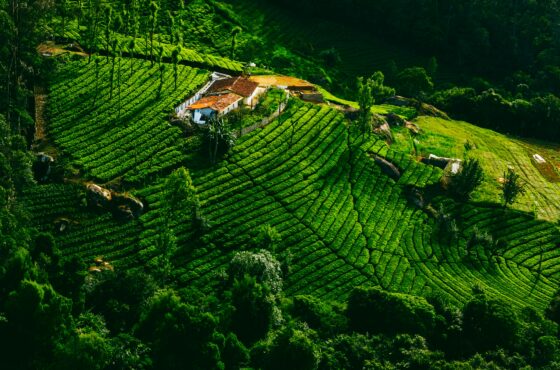 Ooty & Coonoor